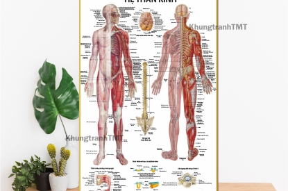 Bộ Tranh Cơ Thể Người Chi Tiết – Hỗ Trợ Tư Vấn Và Đào Tạo Hiệu Quả