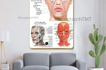 TRANH ĐỘNG MẠCH – HÌNH ẢNH Y KHOA CHUYÊN NGHIỆP CHO PHÒNG KHÁM & PHÒNG HỌC