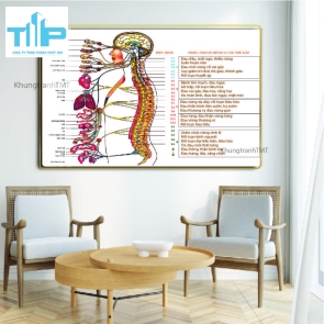 Tranh tráng gương hệ thần kinh và các bệnh lý thường gặp 