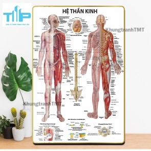 Tranh tráng gương y tế - Giải phẫu hệ cơ, xương, thần kinh, mạch máu,...