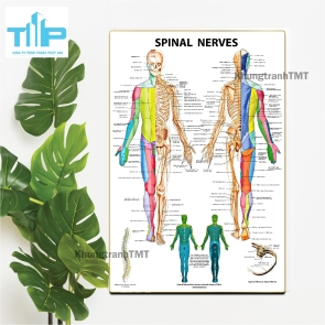 Bộ Tranh Giải Phẫu Cơ Thể Người Tiếng Anh Được Nhiều Chuyên Gia Y Tế Lựa Chọn