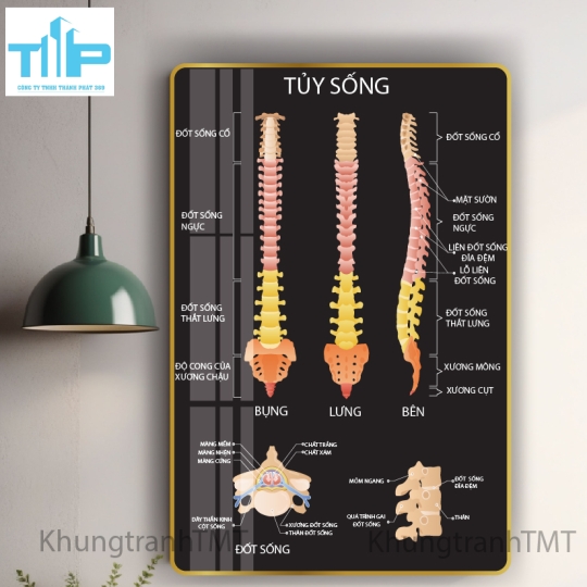 Tranh giải phẫu hệ xương, tủy sống - tráng gương sáng bóng, chống lóa