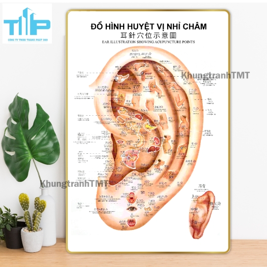 Tranh huyệt vị nhỉ châm -  Sơ đồ thần kinh giao cảm tráng gương cao cấp