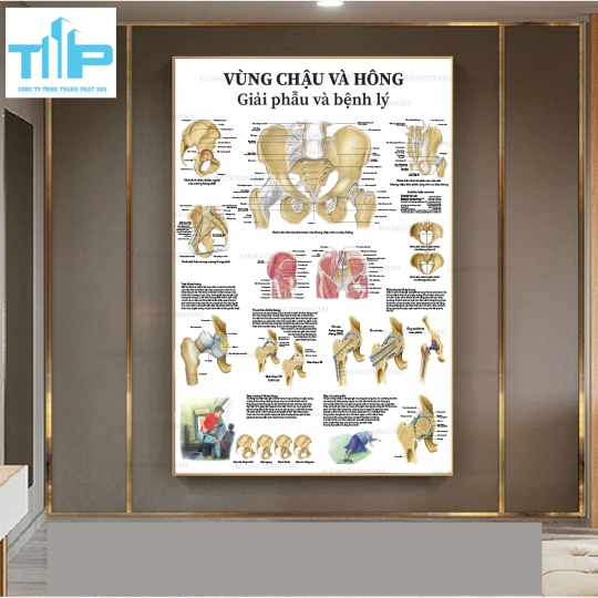 Tranh tráng gương giải phẫu bệnh lý các bộ phận và hệ thống  trên cơ thể con người P1