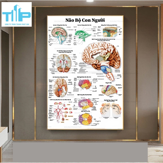 Tranh tráng gương giải phẫu bệnh lý các bộ phận và hệ thống trên cơ thể con người P2