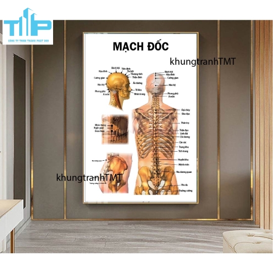 Tranh tráng gương hệ thần kinh và các bệnh lý thường gặp 