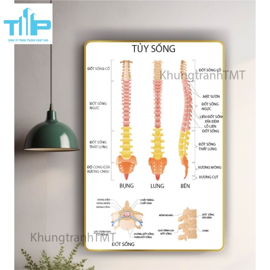 Tranh giải phẫu hệ xương, tủy sống - tráng gương sáng bóng, chống lóa