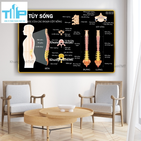 Tranh giải phẫu hệ xương, tủy sống - tráng gương sáng bóng, chống lóa