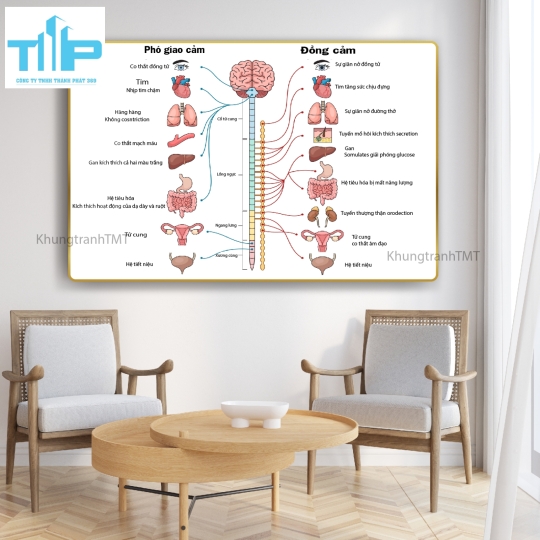 Tranh giải phẫu hệ xương, tủy sống - tráng gương sáng bóng, chống lóa