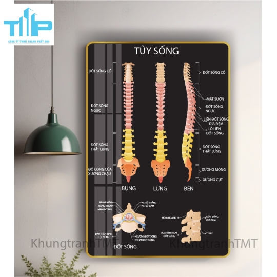 Tranh giải phẫu hệ xương, tủy sống - tráng gương sáng bóng, chống lóa