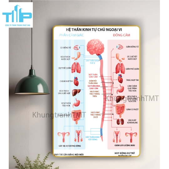 Tranh giải phẫu hệ xương, tủy sống - tráng gương sáng bóng, chống lóa