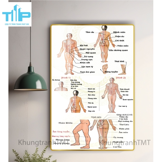 Tranh huyệt vị nhỉ châm -  Sơ đồ thần kinh giao cảm tráng gương cao cấp
