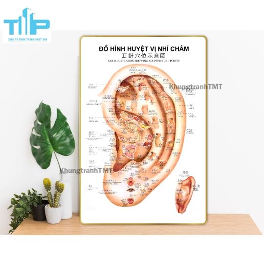 Tranh huyệt vị nhỉ châm -  Sơ đồ thần kinh giao cảm tráng gương cao cấp