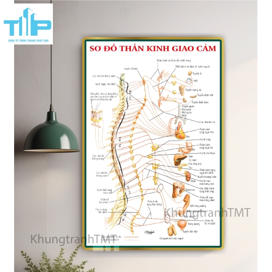 Tranh huyệt vị nhỉ châm -  Sơ đồ thần kinh giao cảm tráng gương cao cấp