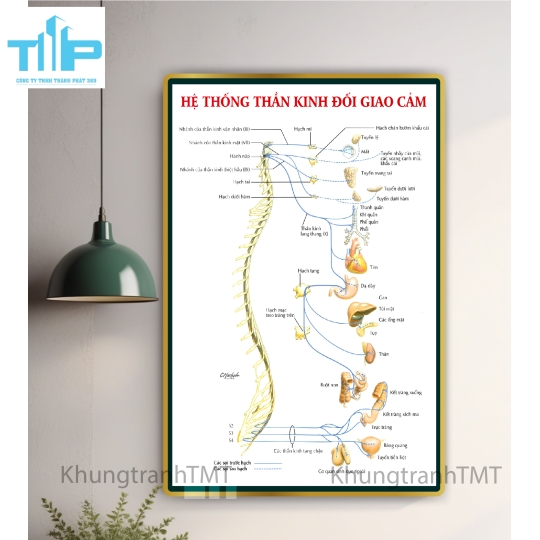 Tranh huyệt vị nhỉ châm -  Sơ đồ thần kinh giao cảm tráng gương cao cấp