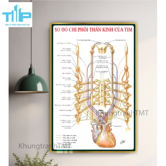 Tranh huyệt vị nhỉ châm -  Sơ đồ thần kinh giao cảm tráng gương cao cấp