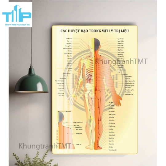 Tranh huyệt vị nhỉ châm -  Sơ đồ thần kinh giao cảm tráng gương cao cấp