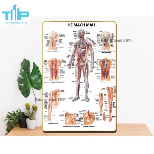 Tranh tráng gương y tế - Giải phẫu hệ cơ, xương, thần kinh, mạch máu,...