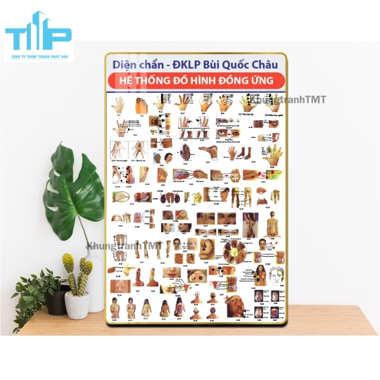Tranh tráng gương y tế - Giải phẫu hệ cơ, xương, thần kinh, mạch máu,...