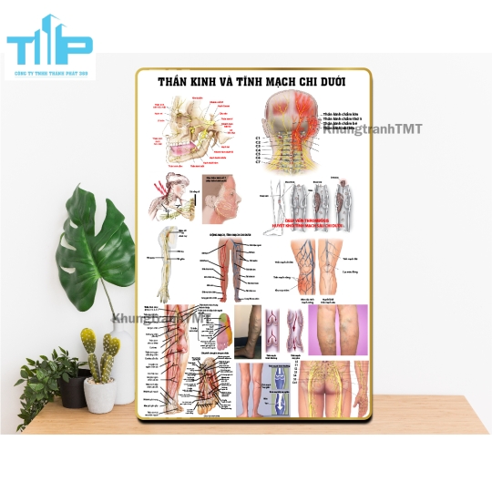 Tranh tráng gương y tế - Giải phẫu hệ cơ, xương, thần kinh, mạch máu,...