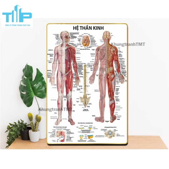 Tranh tráng gương y tế - Giải phẫu hệ cơ, xương, thần kinh, mạch máu,...