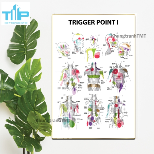Bộ Tranh Giải Phẫu Cơ Thể Người Tiếng Anh Được Nhiều Chuyên Gia Y Tế Lựa Chọn