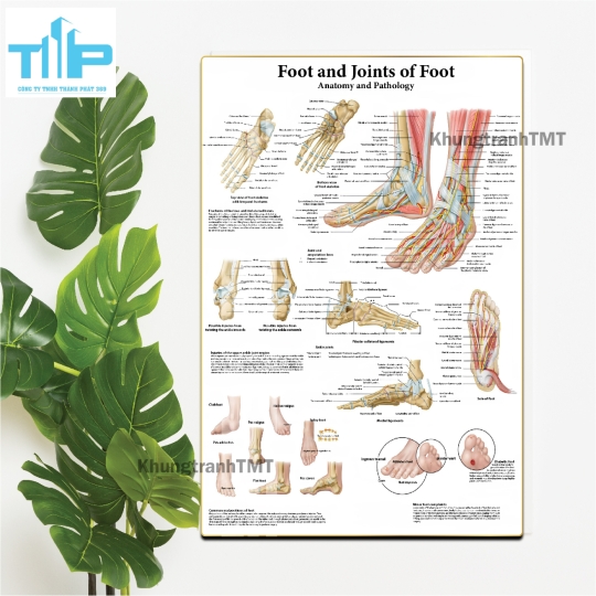 Bộ Tranh Giải Phẫu Cơ Thể Người Tiếng Anh Được Nhiều Chuyên Gia Y Tế Lựa Chọn