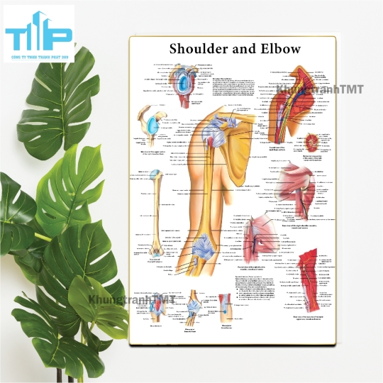 Bộ Tranh Giải Phẫu Cơ Thể Người Tiếng Anh Được Nhiều Chuyên Gia Y Tế Lựa Chọn