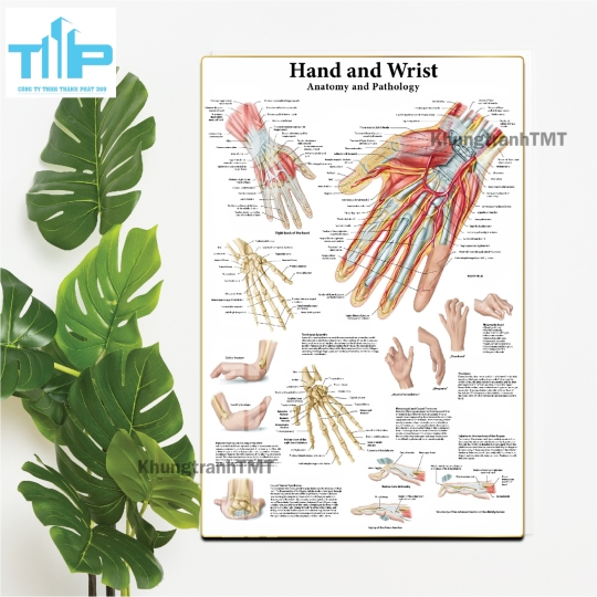 Bộ Tranh Giải Phẫu Cơ Thể Người Tiếng Anh Được Nhiều Chuyên Gia Y Tế Lựa Chọn