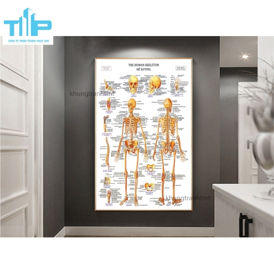 Tranh giải phẫu Hệ Xương - Thần Kinh - Nhâm Đốc Mạch