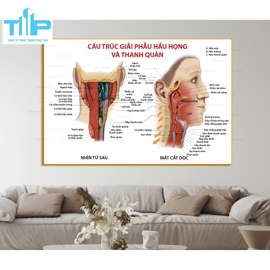 Tranh tráng gương giải phẫu bệnh lý các bộ phận và hệ thống  trên cơ thể con người P1