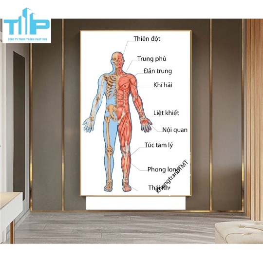 Tranh tráng gương huyệt đạo 