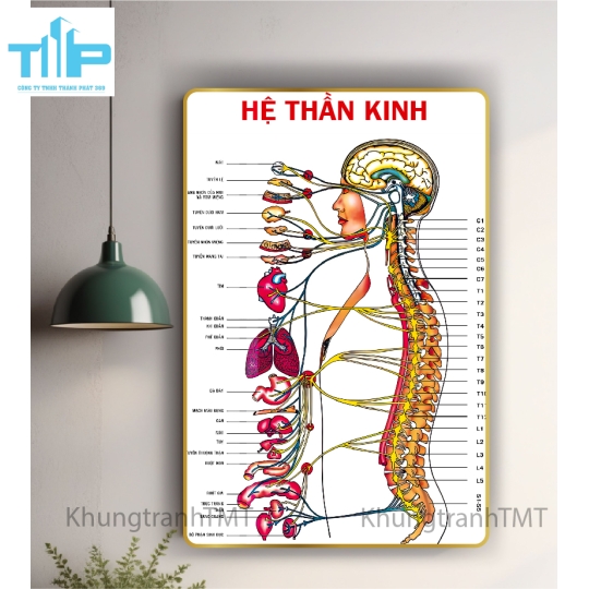Tranh tráng gương huyệt đạo 