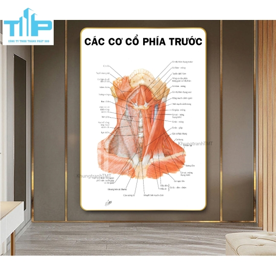 Khung tranh huyệt đạo dùng trong bấm huyệt và châm cứu 