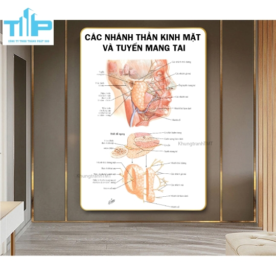 Khung tranh huyệt đạo dùng trong bấm huyệt và châm cứu 