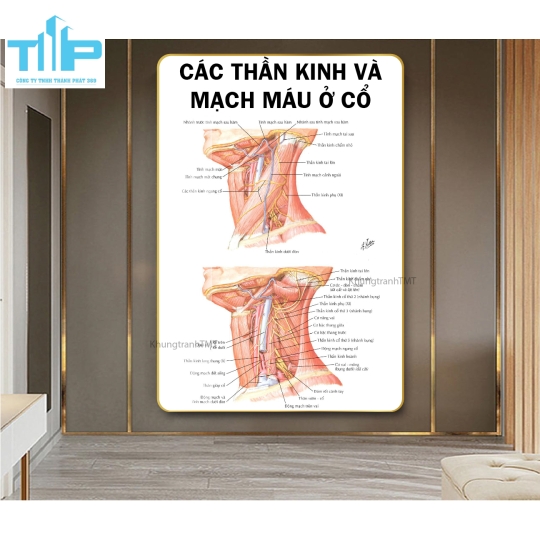 Khung tranh huyệt đạo hỗ trợ bấm huyệt