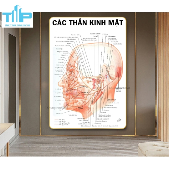Khung tranh huyệt đạo hỗ trợ bấm huyệt