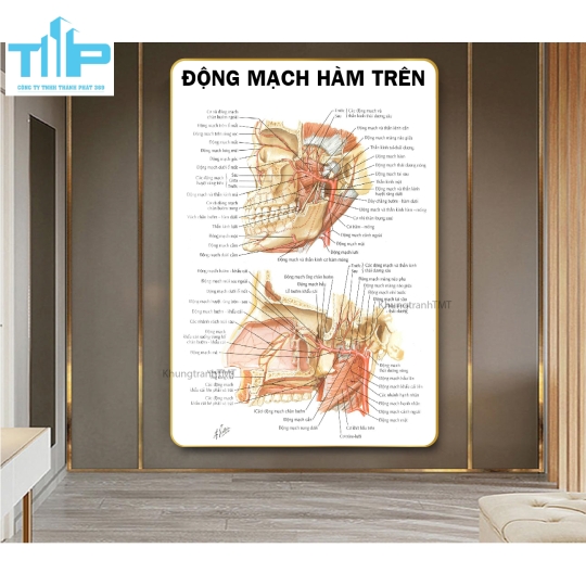 Tranh huyệt đạo tráng gương chuyên điều trị bấm huyệt đau cổ vai gáy