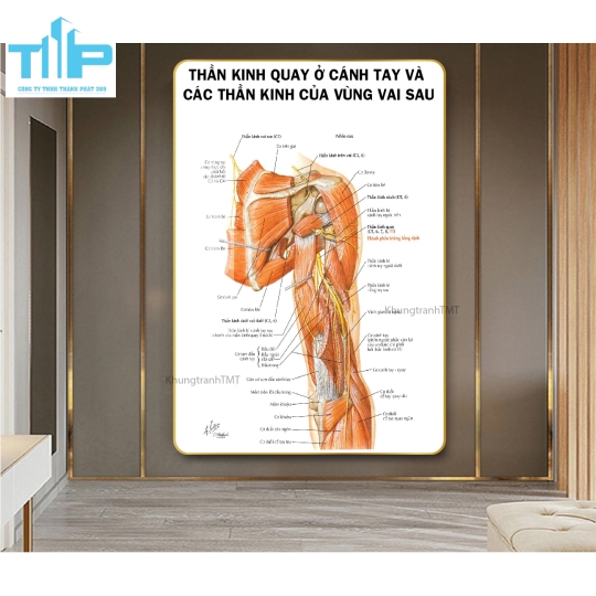 Tranh huyệt đạo tráng gương chuyên điều trị bấm huyệt đau cổ vai gáy
