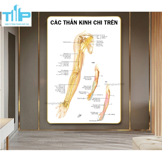 Tranh huyệt đạo tráng gương chuyên điều trị bấm huyệt đau cổ vai gáy