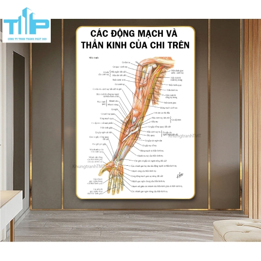 Tranh huyệt đạo tráng gương chuyên điều trị bấm huyệt đau cổ vai gáy
