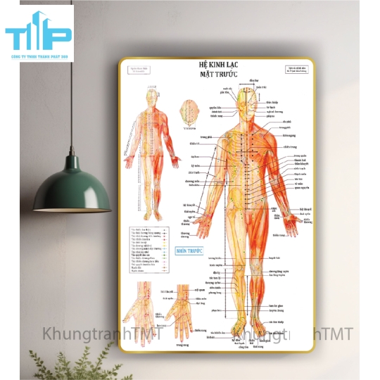 Tranh huyệt đạo hệ kinh lạc cho spa thẩm mỹ viện