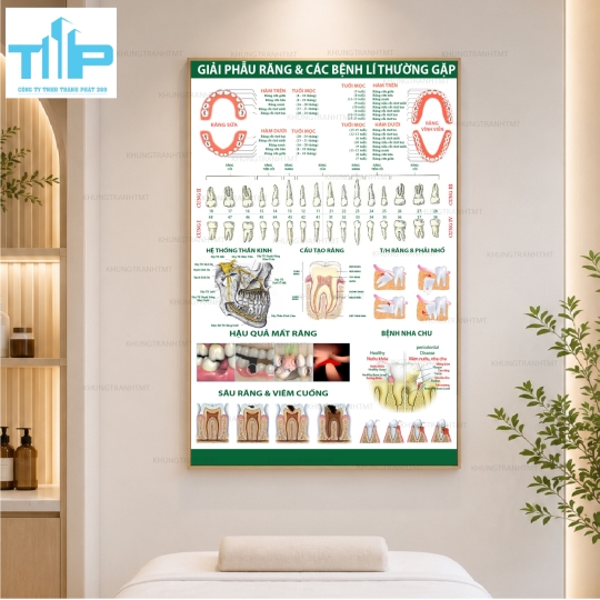 Tranh Tráng Gương Phòng Khám Nha Khoa – Bộ Tranh Kiến Thức Răng Miệng Cao Cấp