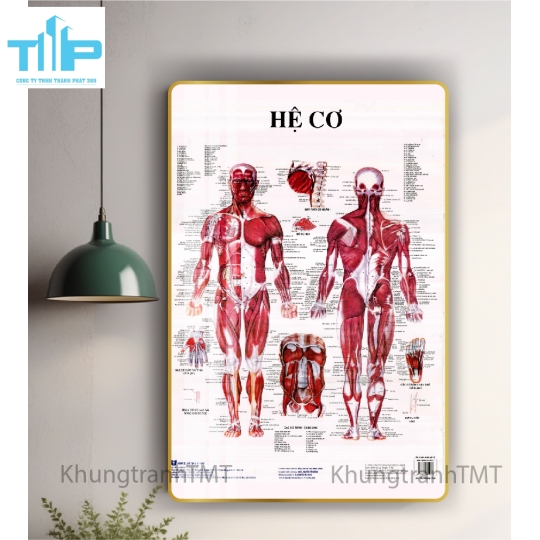 Tranh tráng gương tranh bấm huyệt đạo 